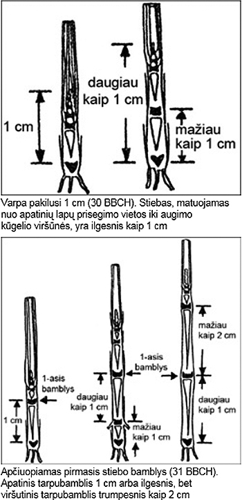 Augimo-reguliatoriai