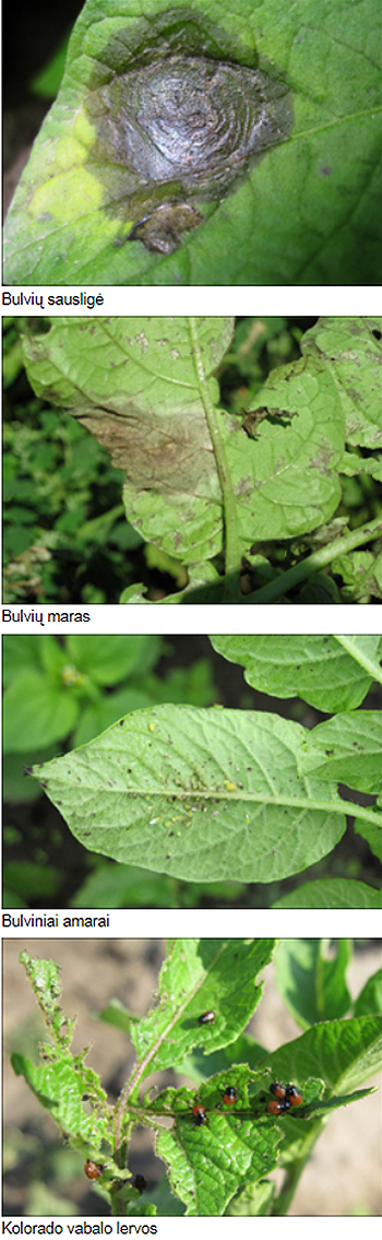 Bulves