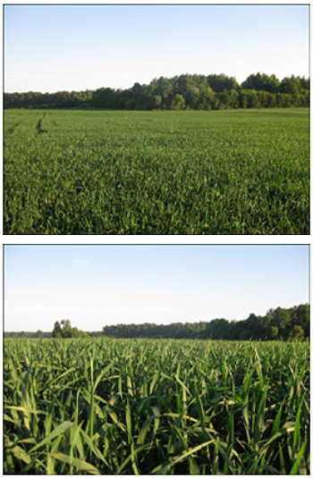 Vasar-kvieciai