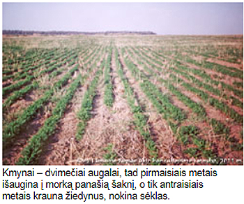 Kmynai