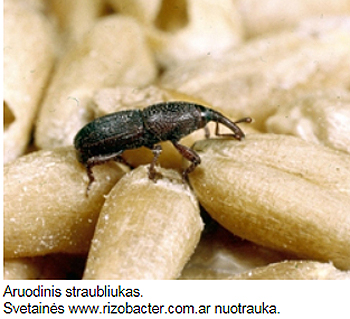 Straubliukai