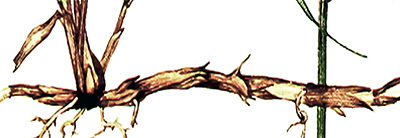 varputis