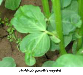 Web-pav2-naujo