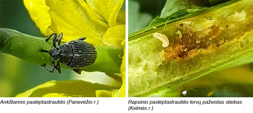 Web-pav5-6