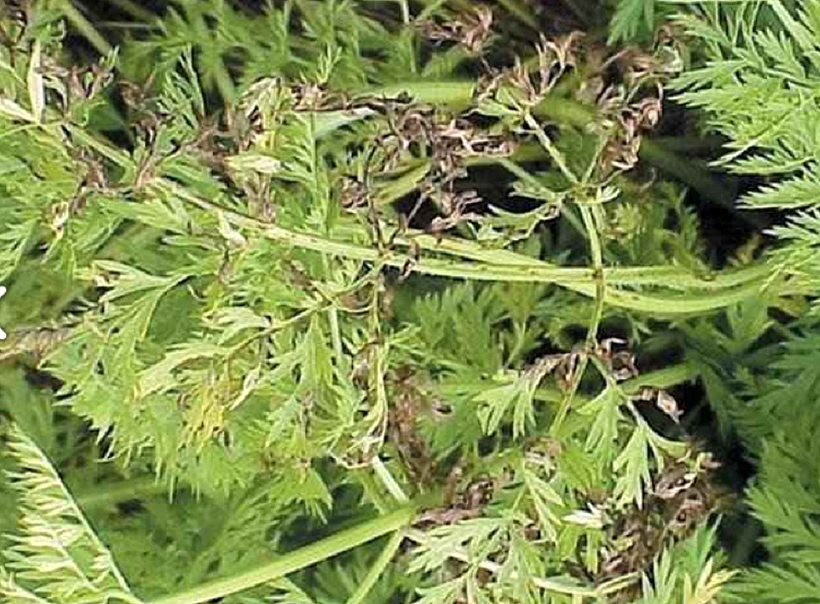 Web-morku_alternaria