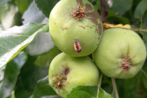 obelu rauples ant vaisiu ir boruzes lerva