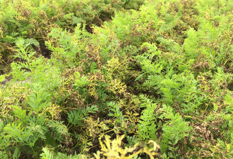 morkos_alternaria