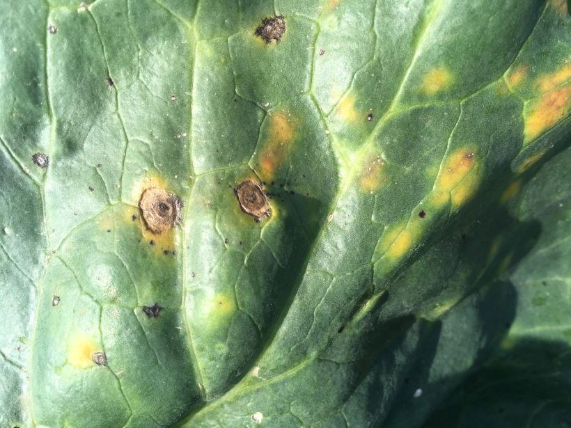 alternaria