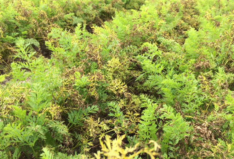 morkos_alternaria