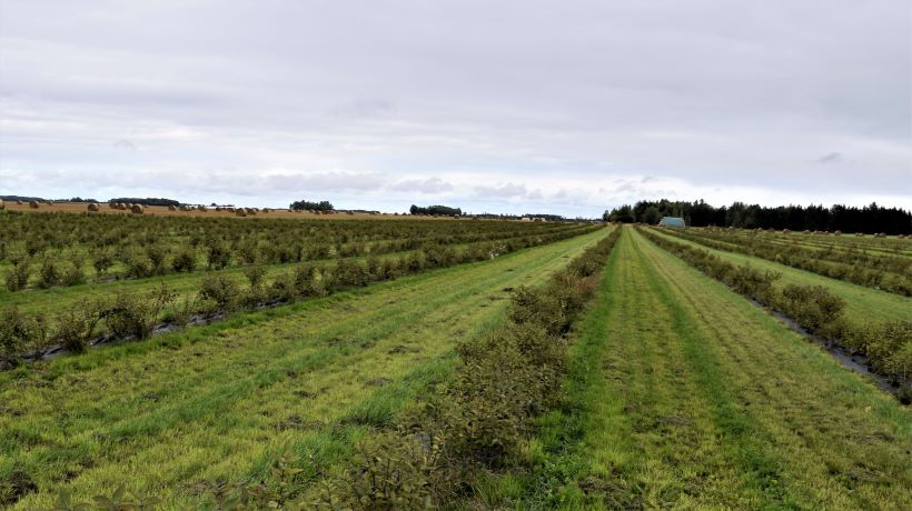 sausmedziu plantacija