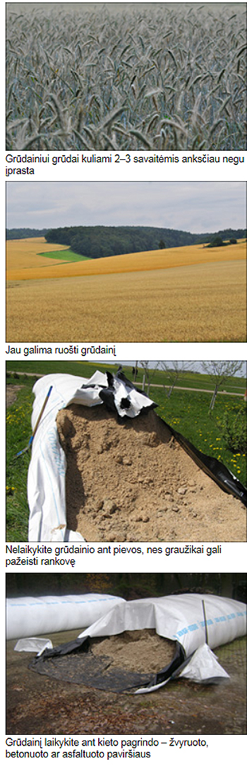 Grudainis