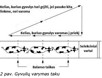 Web-pav2-mazas