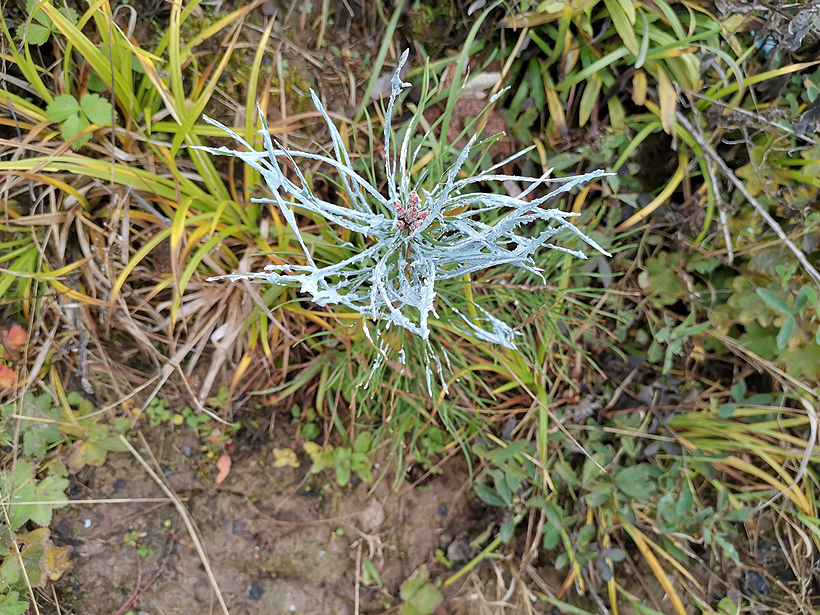 Web-Prie-pusu