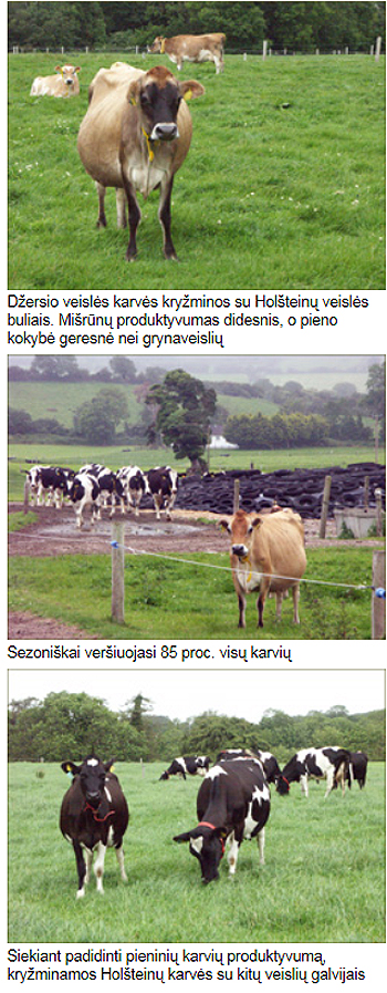 Smaragdineje-saloje3