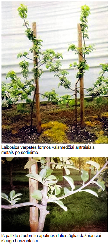 Formuoja