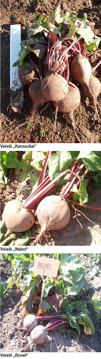 Burokeliai