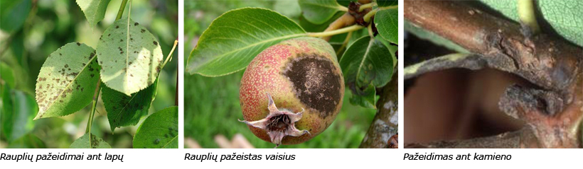 Web-Pav2