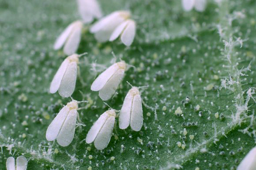 Web-baltasparniai
