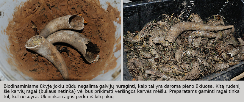 Web-pav6