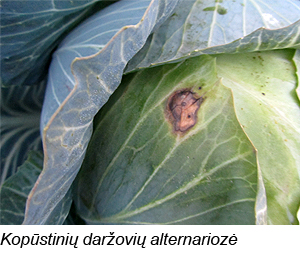 Web-pav2